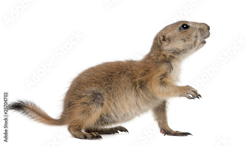 Black-tailed prairie dog, Cynomys ludovicianus, standing