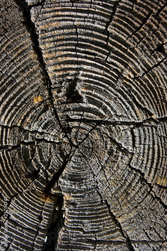 Closeup of an old tree saw cut