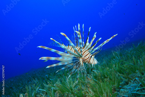 Lionfish on Sea Grass