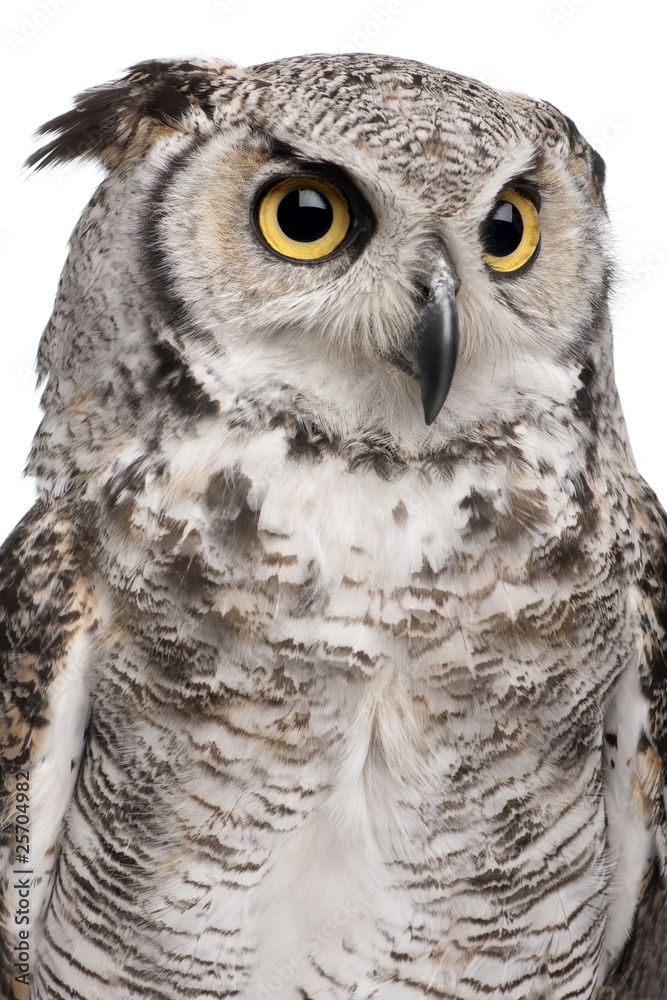 Great Horned Owl, Bubo Virginianus Subarcticus Great Horned Owl, Bubo Virginianus Subarcticus