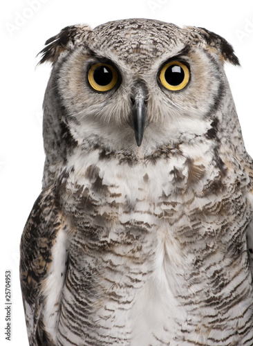 Great Horned Owl, Bubo Virginianus Subarcticus photo