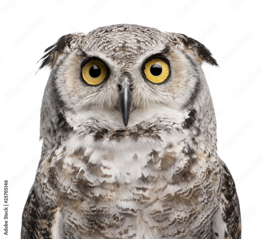 Naklejka premium Great Horned Owl, Bubo Virginianus Subarcticus