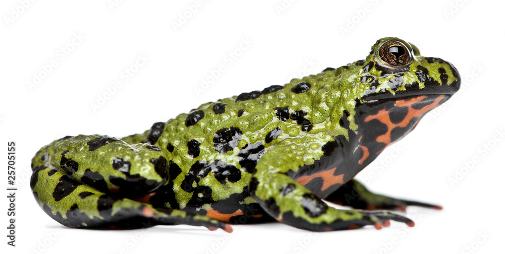 Fototapeta premium Oriental Fire-bellied Toad, Bombina orientalis
