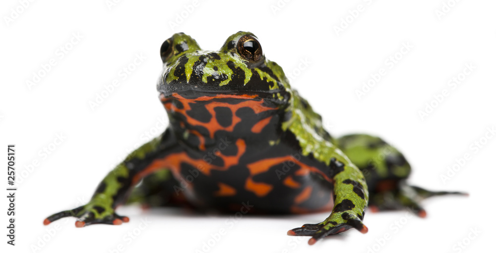 Fototapeta premium Oriental Fire-bellied Toad, Bombina orientalis