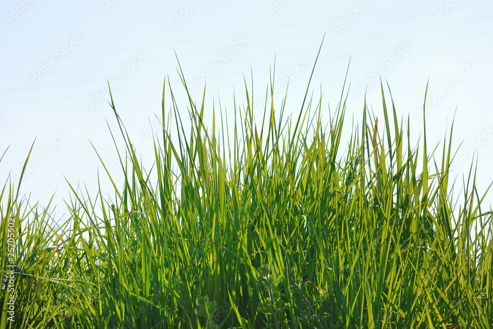Herbes hautes sur un talus Herbes hautes sur un talus