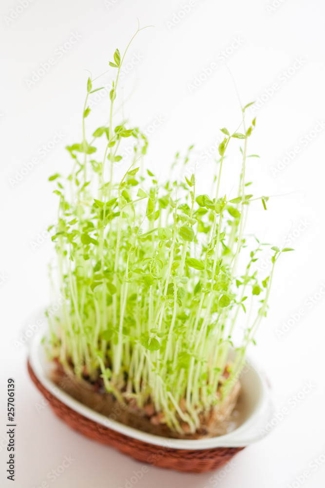 Pea sprout Pea sprout