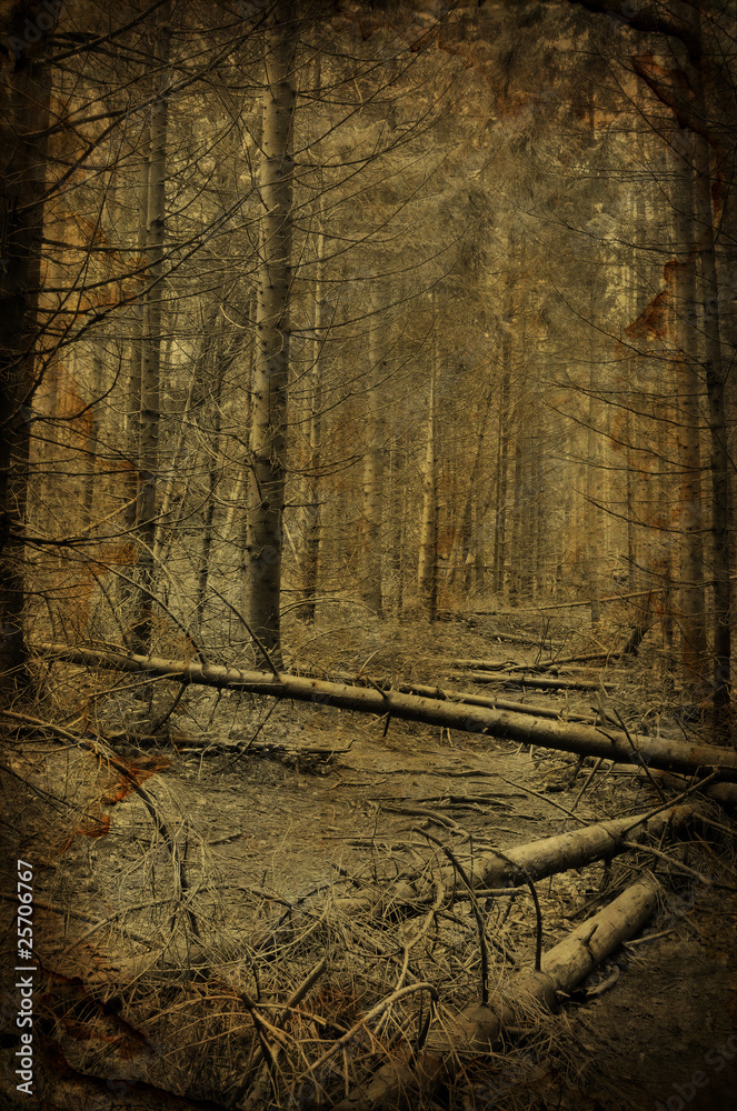 Path into creepy dark fir tree forest
