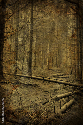 Obraz na płótnie Path into creepy dark fir tree forest w salonie