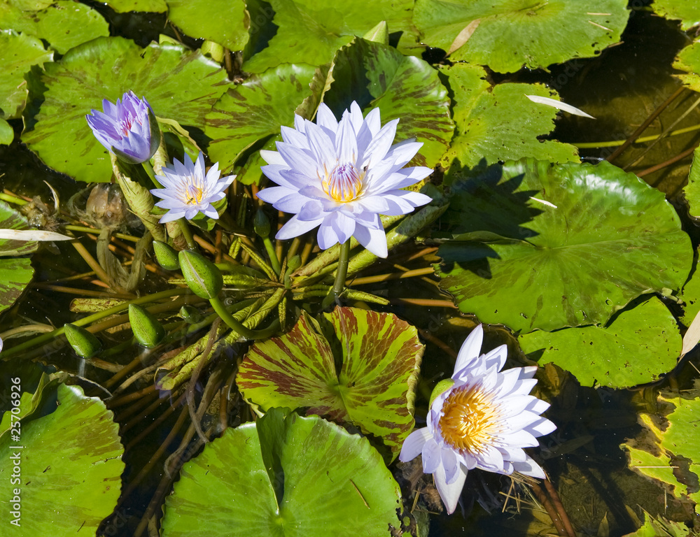 Water Lilies Water Lilies