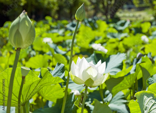 Water Lily photo