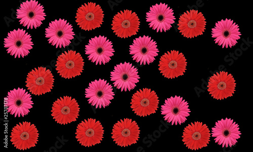 Fototapeta Naklejka Na Ścianę i Meble -  Pink and Red Flowers