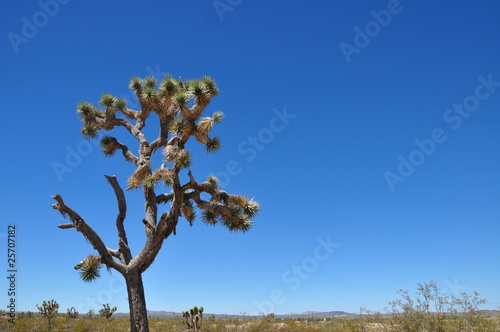 Fototapeta Naklejka Na Ścianę i Meble -  Joshua tree in Mojave Desert