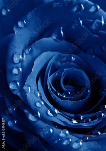 blue rose with water drops