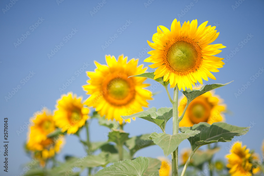 amazing sunflowers and blue sky background amazing sunflowers and blue sky background