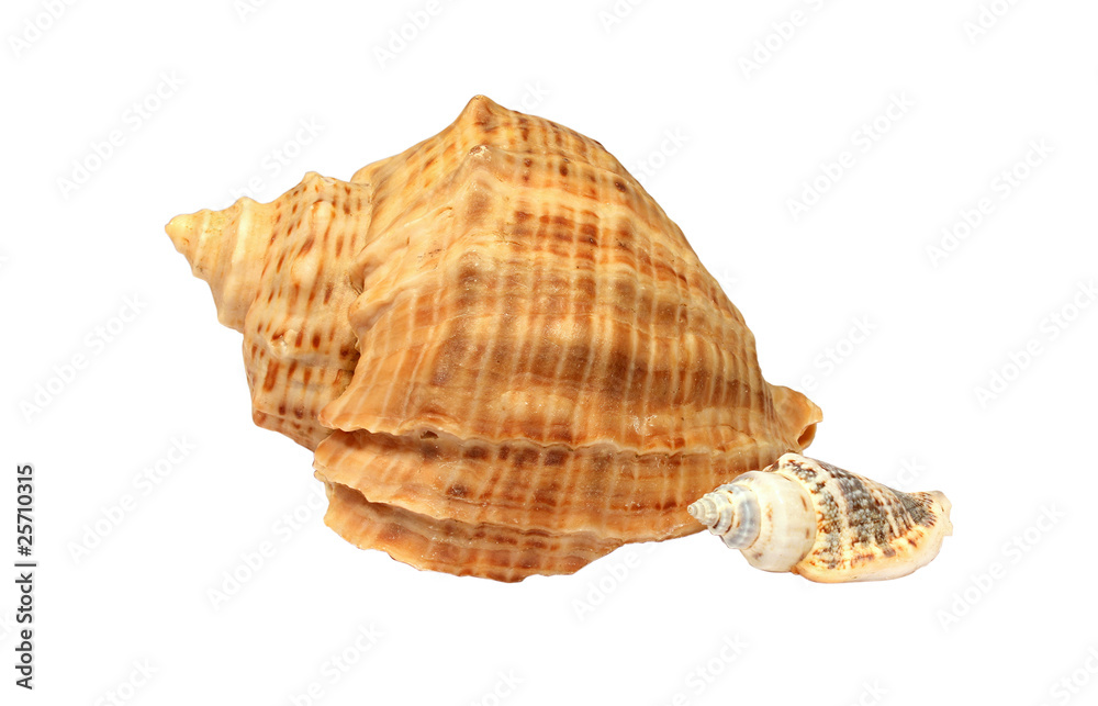 Sea shells Sea shells