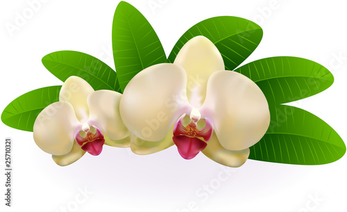 Beautiful Orchid.