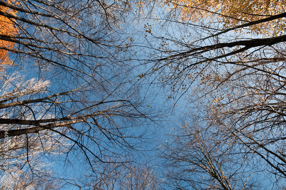 forest forest