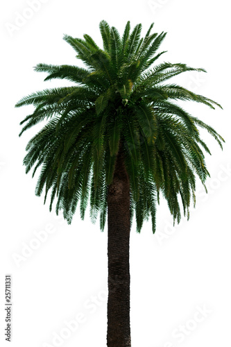 Palm tree. © Denis Gladkiy