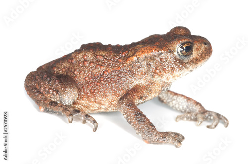 Baby Common toad (Bufo bufo) isolated on white.