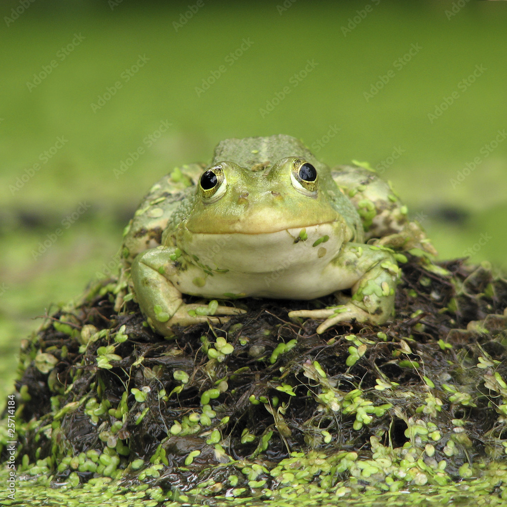 Fototapeta premium toad
