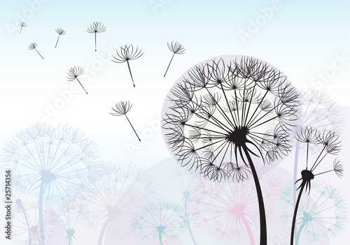 Dandelions