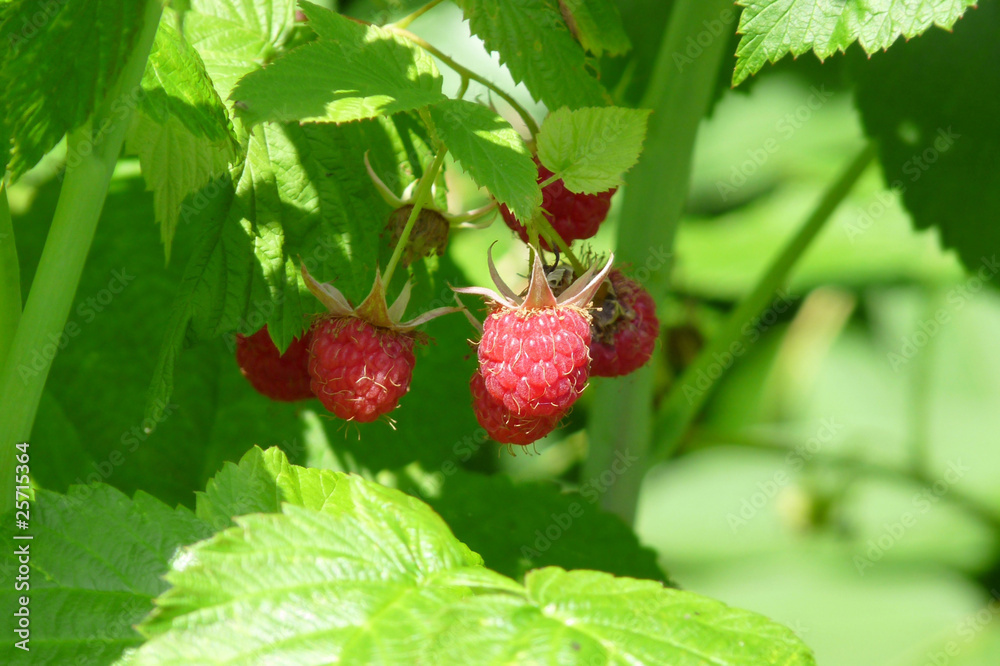 Ripe raspberry Ripe raspberry