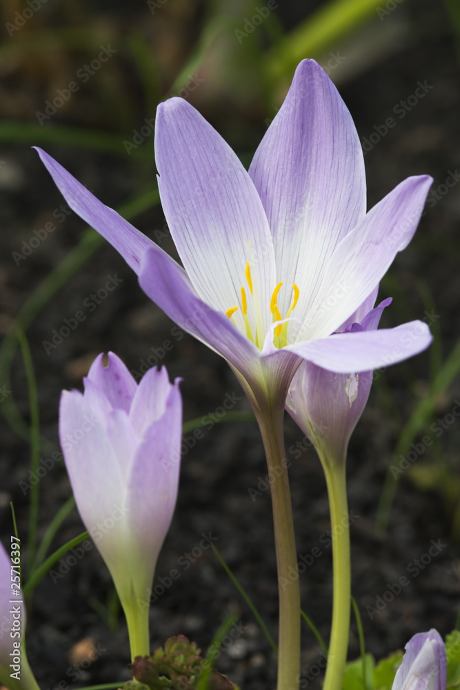 Autumn crocuses in garden Autumn crocuses in garden
