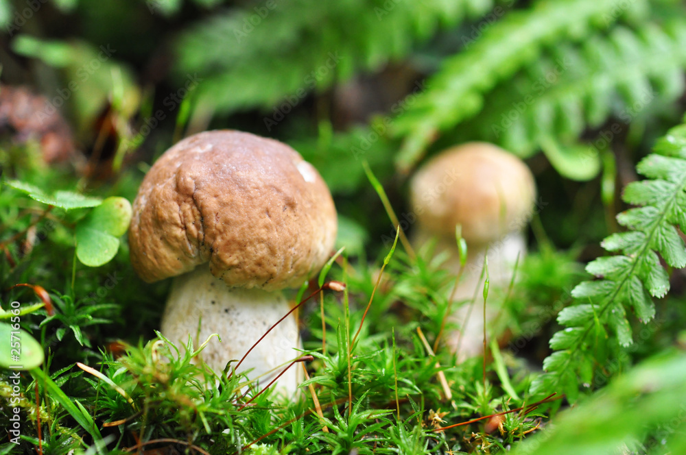 Zwei Pilze Zwei Pilze