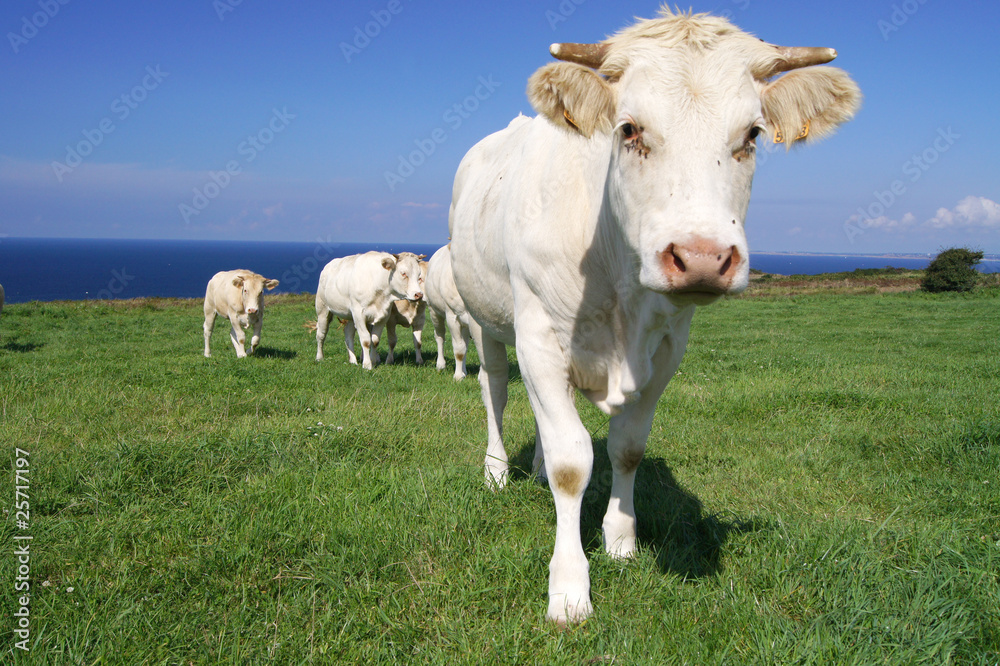 Vache(13) Vache(13)