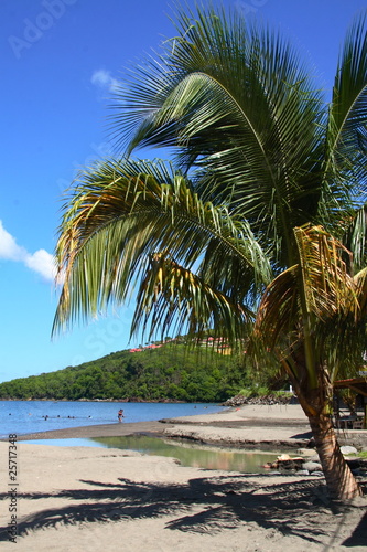 Palmier sur la plage  Guadeloupe 