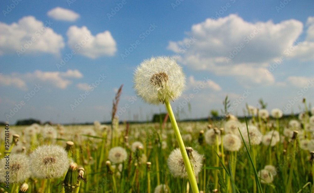 IMG_1232_pusteblume.jpg