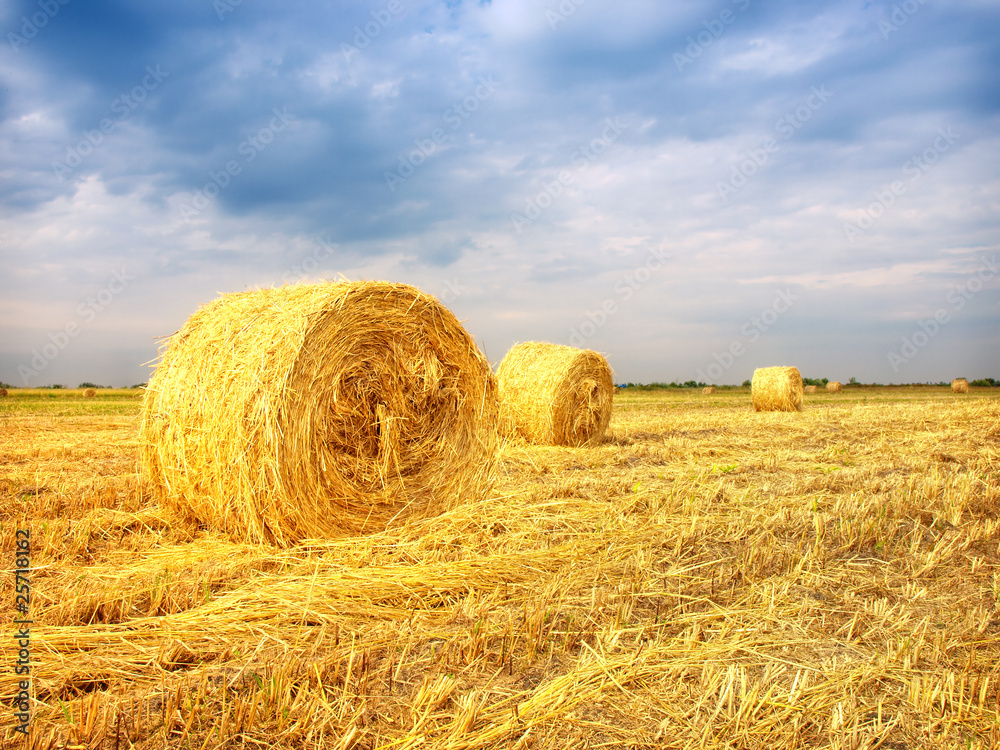 Golden hay bales in the countryside