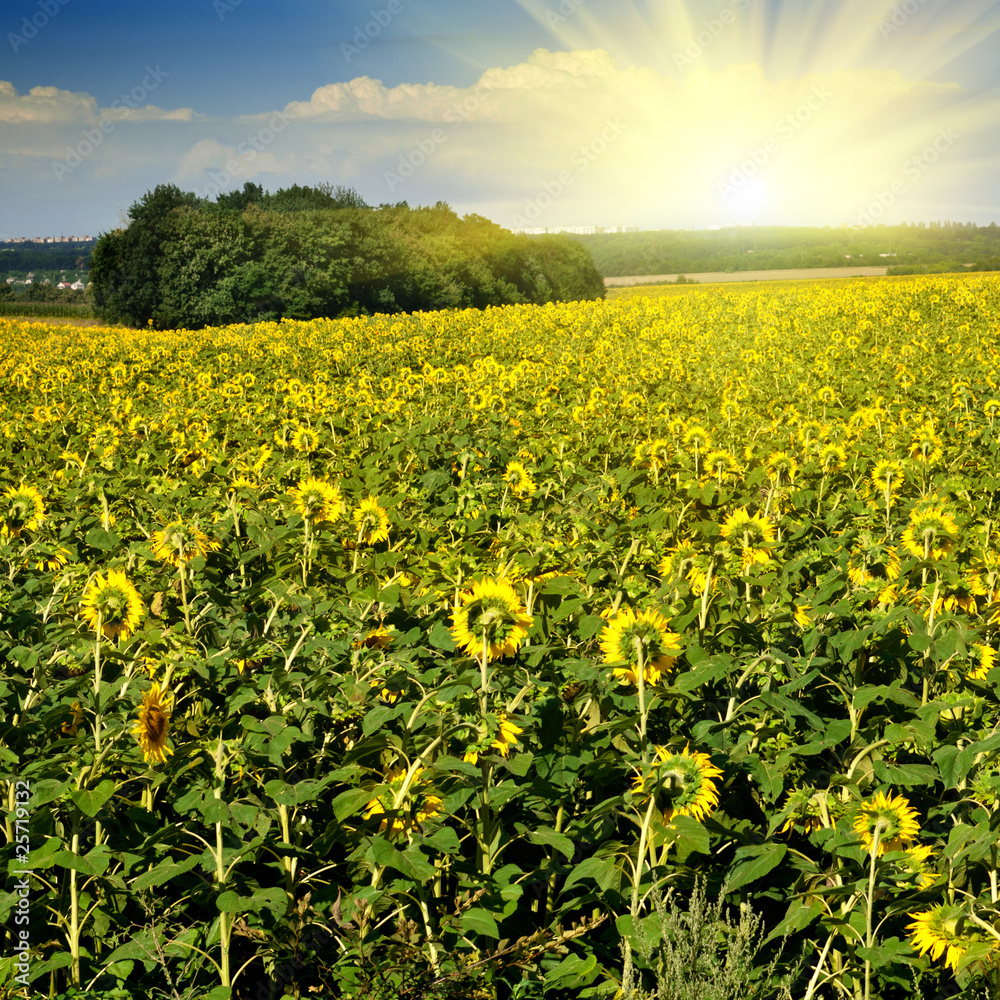 sunflower field over blue sky with sun
