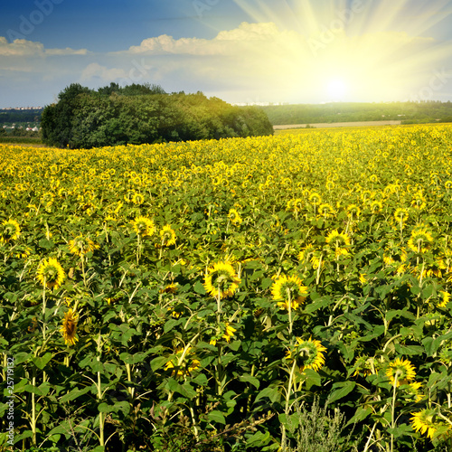 sunflower field over blue sky with sun