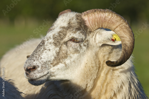 Schaf Heidschnucke