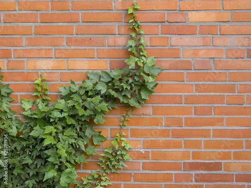 ivy growing up the wall