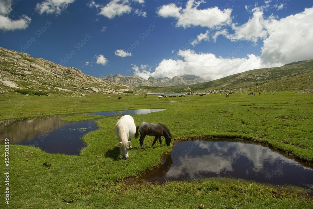 Obraz premium Corsica: cavalli al pascolo sul lago di Nino 4