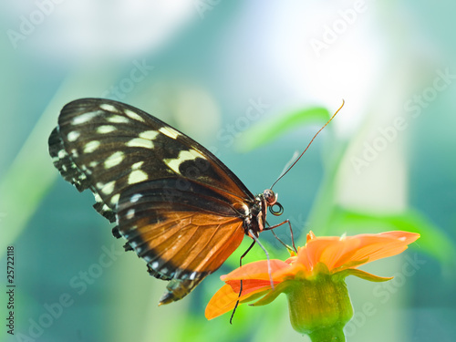A beautiful butterfly rests on a flower