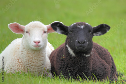 black and white lamb