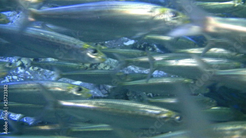 Swarm of pilchard (sardines)
