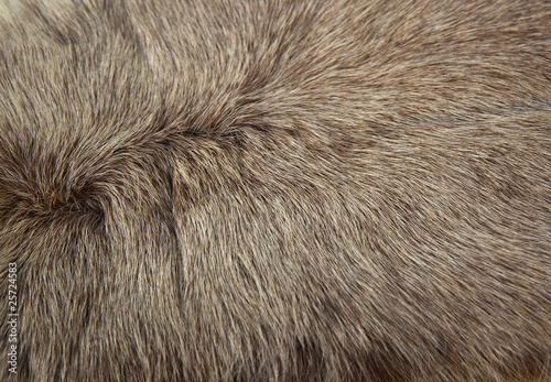 Wallpaper Mural Pelliccia Torontodigital.ca