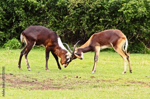 Nile lechwe antelope head butting