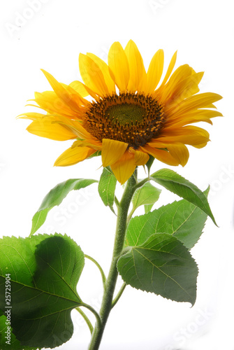 big sunflower