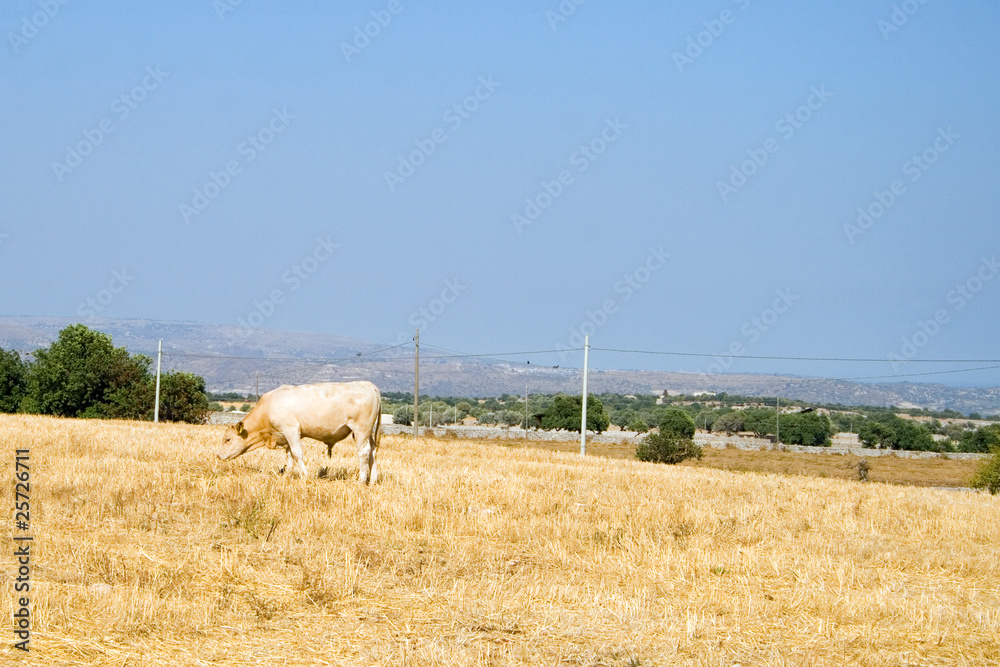 Country scene with cow
