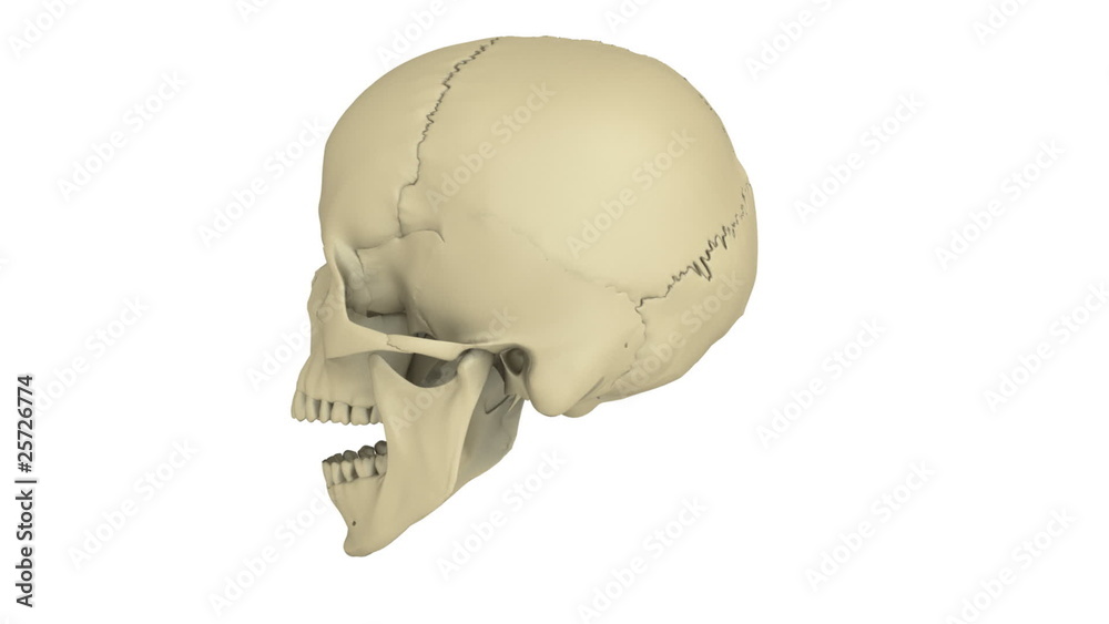 skull model skull model