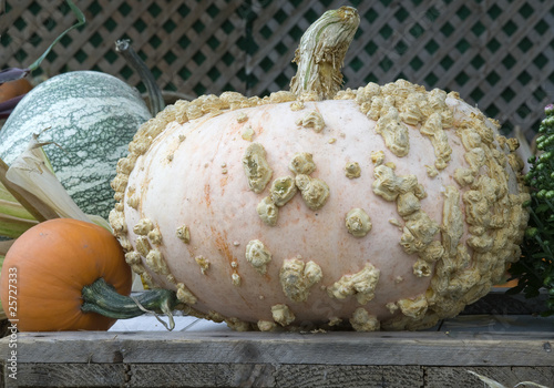 unusual pink pumpkin