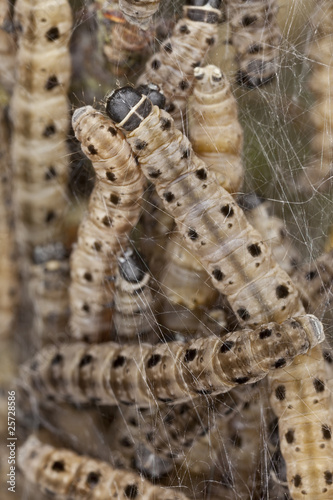Macro photo of Ermine moth lavae in communal web. photo