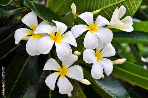 white Plumeria