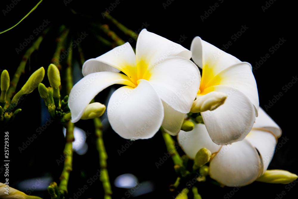 Naklejka premium Plumeria flowers white guard a very beautiful dawn