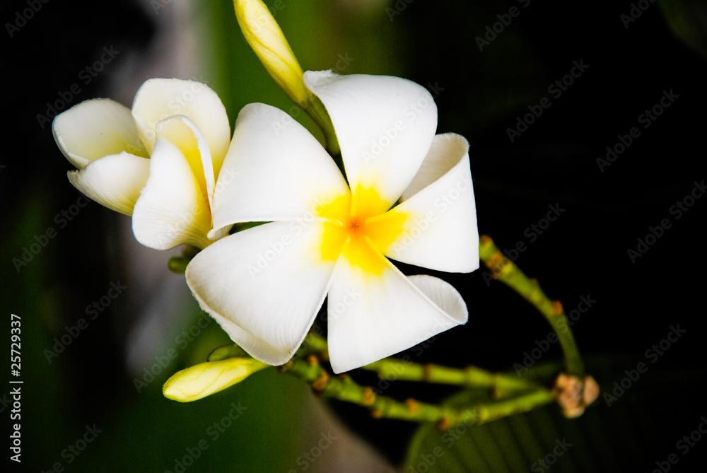 Fototapeta premium Plumeria flowers white guard a very beautiful dawn